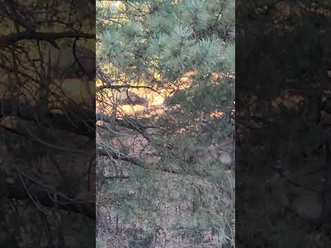 2022 Zuni Mountain pre Rut. Mule deer