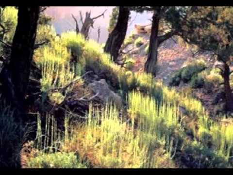 Why Arizona video