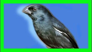 Negrito Cubano Canto - Cuban Bullfinch Bird Song -