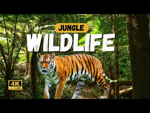 Wild Animal"The Wild Side of Nature in 4K Ultra-HD | Incredible Animal Footage" (60 fps)