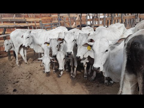 Feira de Animais do povoado dos Patos em Frei Miguelinho Pernambuco 06/11/2025
