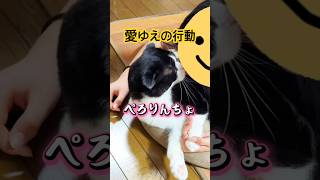it's a cat.猫だらけ。愛猫の愛は臭いww#多頭飼い #cute #ねこのいる生活 #猫のいる暮らし #黒猫#ハチワレ