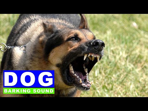 Dog Barking