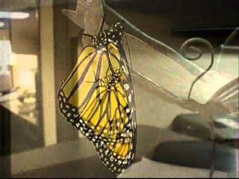 Lubimtsev Junior Junior