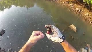 creek fishing june 20ish