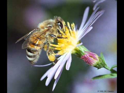 Dorota Nvotova - Včielka v kvete