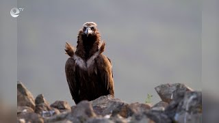 Бракониери убиха черен лешояд край Харманли