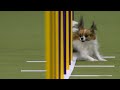 Best Of 2025 Masters Agility Championships From Westminster Kennel Club FOX Sports