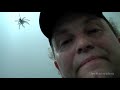 Odchyt pavoucka... (Tearon) - Známka: 1, váha: velká