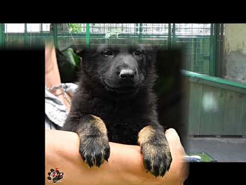 Vrh N2 Orrylordblack -7.Weeks