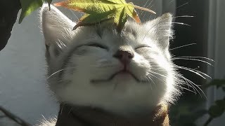 Download lagu Laporan Kegiatan Literasi Siswa mp3 Download lagu Laporan Kegiatan Literasi Siswa mp3