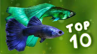 Top 10 Most Beautiful Guppy Fish in the World