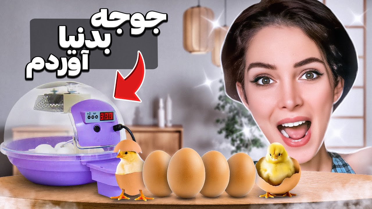۲۱ روز تحمل و صفر تا صده به دنیا آوردن جوجه ها 🐣