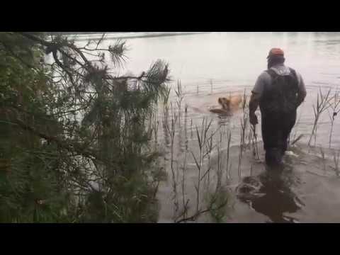 CASEY DECOY RETRIEVAL #3 5/22/18