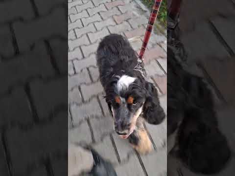 English Cocker Spaniel puppy for sale