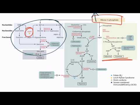 Purines & Pyrimidines for the USMLE Step 1