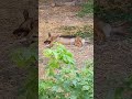What Cute Dog Is Doing Whos That Dog PetLover FamilyDog Hammyandolivia CuteAnimals Nature FunnyDog W