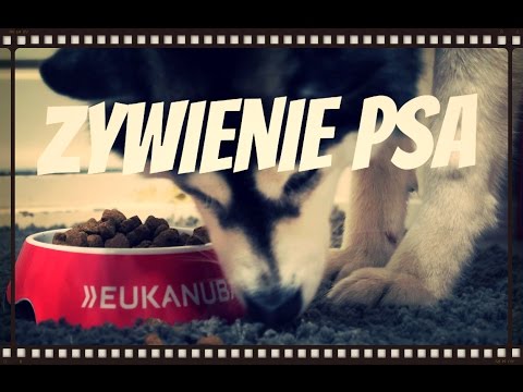 ŻYWIENIE PSA - jak powinna wyglądać zbilansowana dieta?