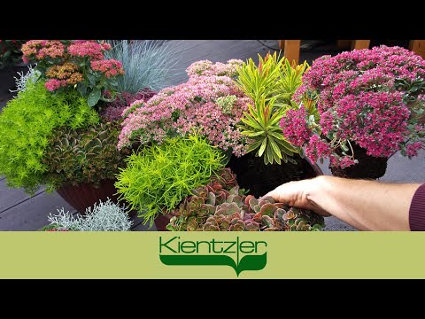 Fetthenne, Fettblatt & Mauerpfeffer: winterharte Sedum-Stauden im Herbstzauber