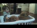 Golden Retriever dogs for sale: Wanda (gray Collar) - Video 1