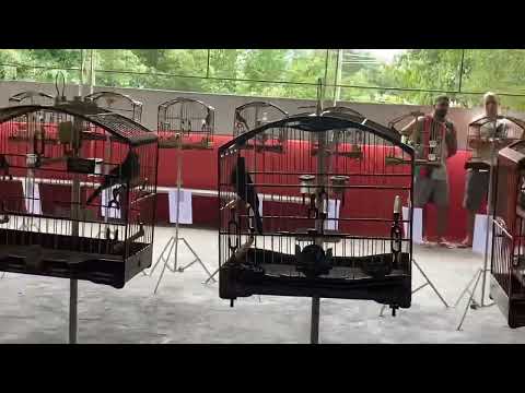 Zabumba no estadual 2022