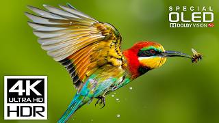 Download lagu Beautiful 4K Videos with relaxing music for stress relief | 4K HDR 60fps | Dolby Vision mp3