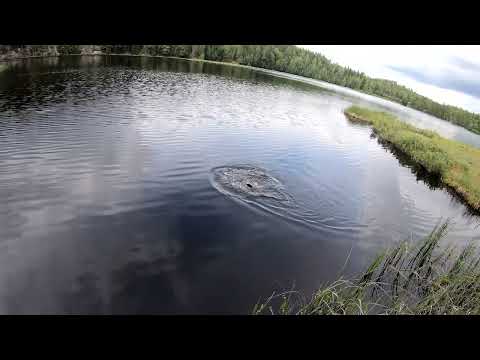 Gjeddefiske (03.07.2023) - Savage Gear SG4 Crank&Vib Specialist 7'7", 7-24g