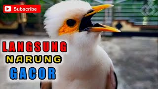 Download lagu cukup satu menit jalak putih malas bunyi EMOSI gacor - pancingan dan masteran jalak putih ampuh mp3 Download lagu cukup satu menit jalak putih malas bunyi EMOSI gacor - pancingan dan masteran jalak putih ampuh mp3