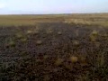 Охота на кабана. Казахстан 