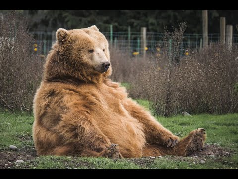 ARCTIC CHONK - CONKA CHONKA