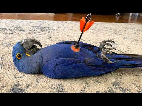The Funniest Parrots On The Internet – Talking Parrot Compilation