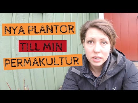 Nya plantor till min PERMAKULTUR-del i trädgården