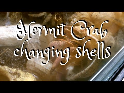 Coenobita wechselt Haus | Hermit crab changing shells
