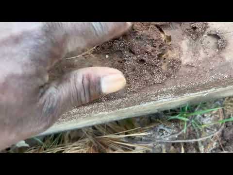 Random Chunk of Wood Hides Termites in Manville, NJ