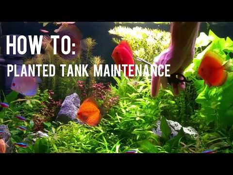 How To: Planted Discus Fish Tank Maintenance. High Tech. co2. Ferts. LED Lighting