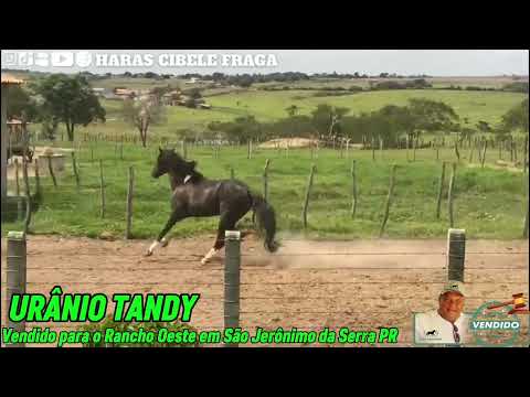 URÂNIO TANDY vendido para o Rancho Oeste de São Jerônimo da Serra PR