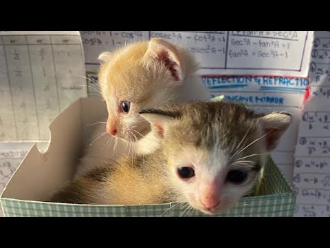Candy and frosty playing hide and seek with Curtains