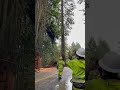 GIANT Redwood Tree FALLING ASMR