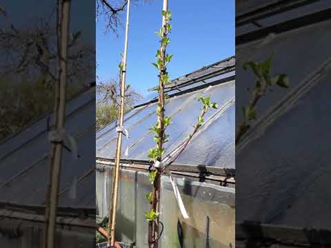 Obstbäume selber ziehen