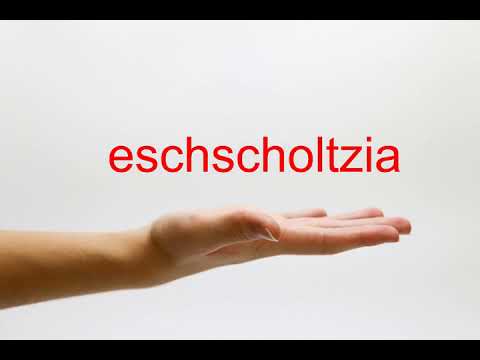 How to Pronounce eschscholtzia - American English