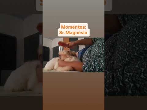 nossos momentos Sr Magnésio#filhotesdecachorro #shihtzu #ourilandiadonorte #srmagnesio