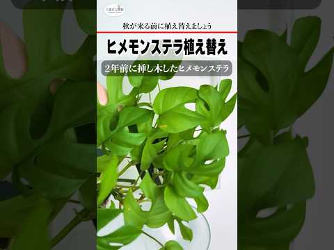 ミニモンステラ、フィロデンドロン・ジニー、ラフィドフォラ・テトラスペルマ