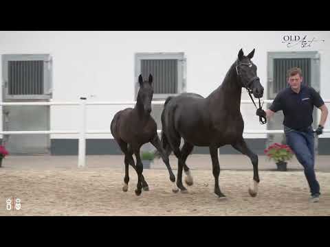 Elitefohlen von St. Emilion x Bernay x Gribaldi