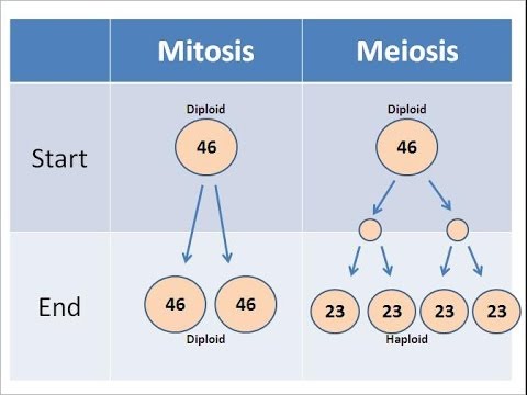 Mitosis vs Meiosis