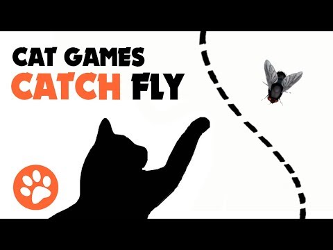 CAT GAMES ★ CATCH FLY ON THE SCREEN for cats