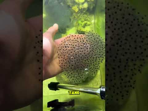 Raising 100 Tadpoles—Their Growth Will Shock You! 🐸😲