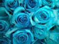 How To Make Blue, Green and Purple Roses