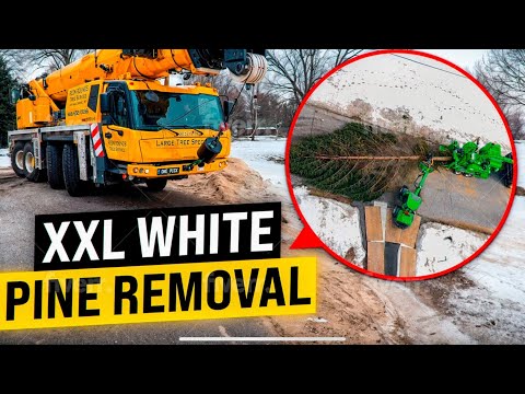 Removing a 100 FOOT Tree in 4 Cuts!