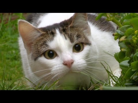 Трейлер серіалу «Коти без прикриття»