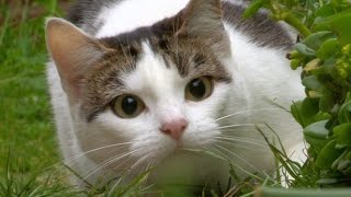 Cat's eyes - Cat Watch 2014 - The Horizon Experiment: Episode 2 Preview - BBC Two